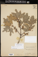 Quercus gravesii image