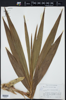 Cyrtopodium andersonii image