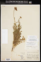 Gaillardia pulchella var. australis image