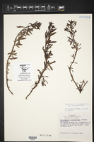 Heliotropium curassavicum image