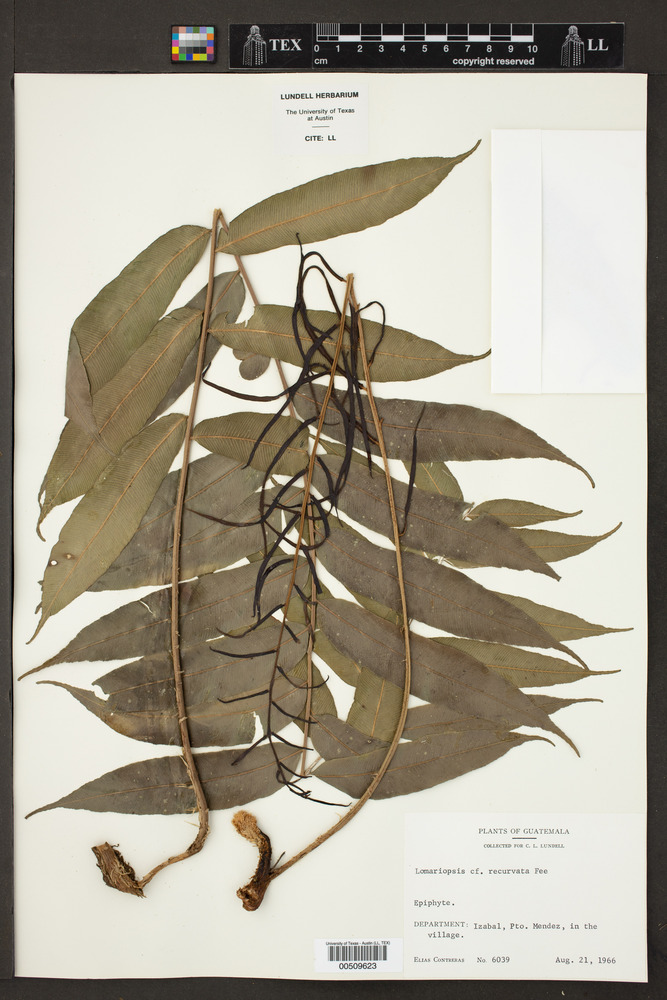 Lomariopsidaceae image