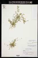 Euphorbia theriaca image