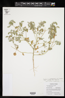 Croton lindheimerianus var. tharpii image