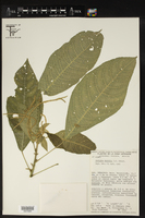 Acalypha skutchii image