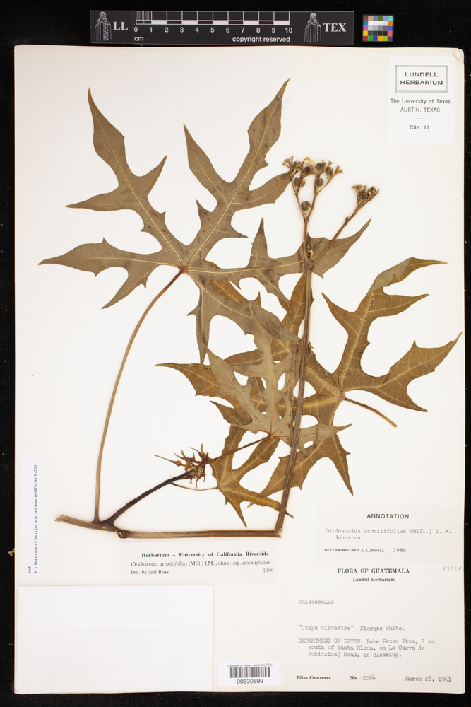 Cnidoscolus aconitifolius subsp. aconitifolius image