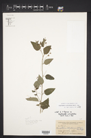 Chiropetalum schiedeanum image