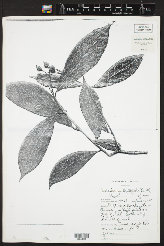 Sebastiania leptopoda image