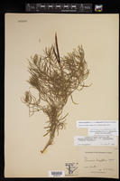 Amsonia longiflora image