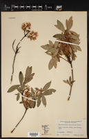 Rhododendron micranthum image