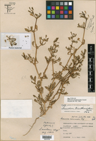Sesuvium trianthemoides image