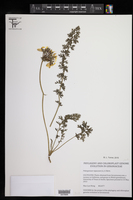 Pelargonium rapaceum image