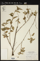 Acalypha synoica image