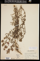 Monarda viridissima image