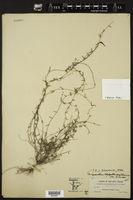 Cynanchum blodgettii image