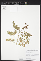 Caesalpinia californica image