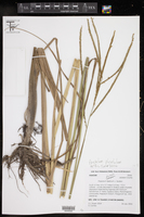 Paspalum wrightii image