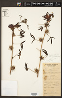 Hibiscus radiatus image