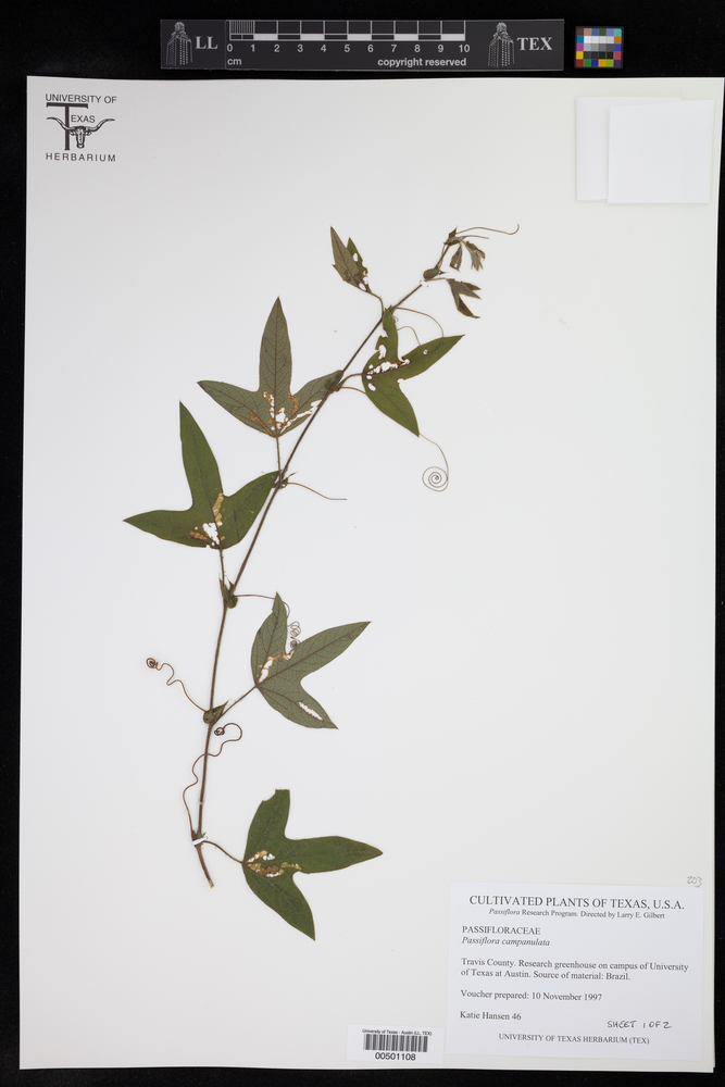 Passiflora campanulata image