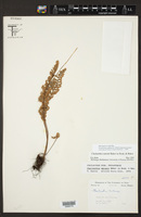 Myriopteris rufa image
