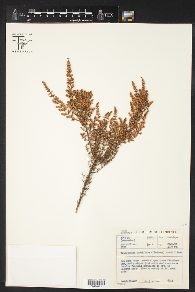 Erica eremioides subsp. eremioides image