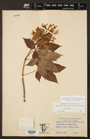 Aesculus pavia var. flavescens image