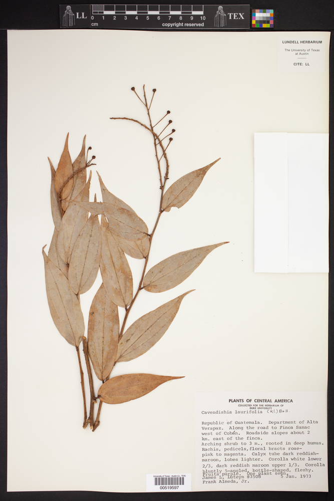 Cavendishia laurifolia image