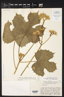 Cnidoscolus aconitifolius subsp. aconitifolius image