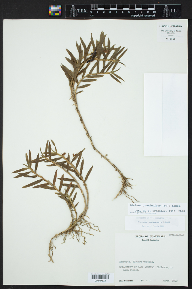 Dichaea graminoides image