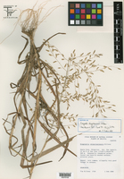 Image of Eragrostis chiquitaniensis