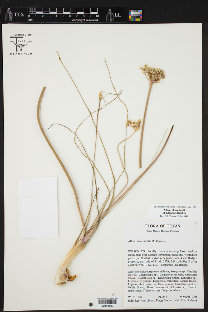Allium elmendorfii image