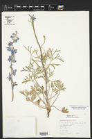 Delphinium madrense image
