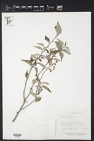 Croton reflexifolius image