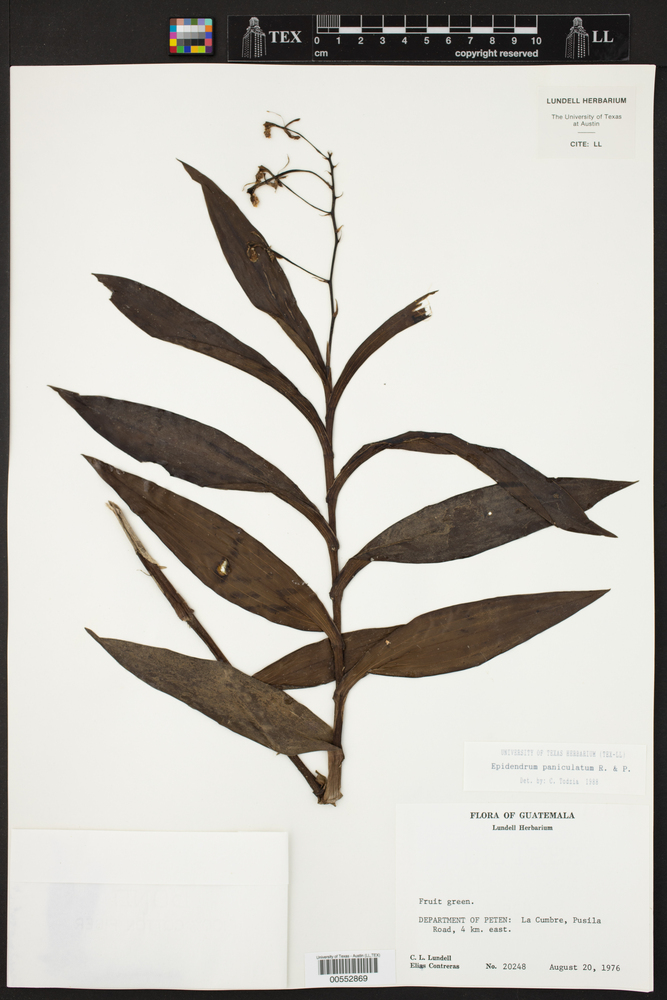 Epidendrum paniculatum image