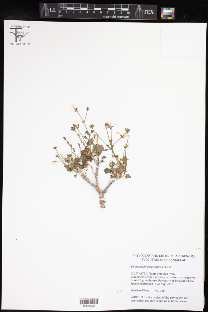 Pelargonium desertorum image