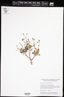 Image of Pelargonium desertorum