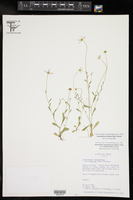Astranthium ciliatum image