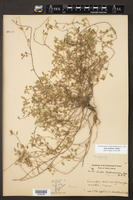 Sida abutilifolia image