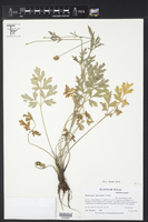 Ranunculus macranthus image