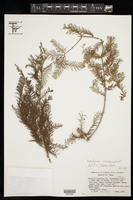 Taxodium mucronatum image