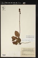 Pyrola angustifolia image
