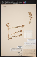 Phacelia patuliflora var. teucriifolia image