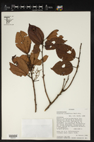 Alchornea grandiflora image