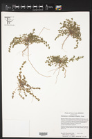Euphorbia stictospora image