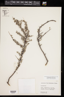 Leucophyllum minus image