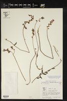 Lenophyllum texanum image