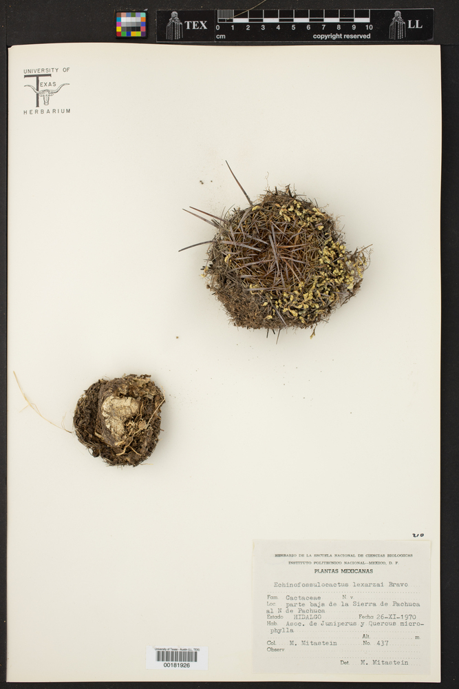 Echinofossulocactus lexarzai image