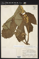 Cnidoscolus multilobus subsp. hirtiflorus image