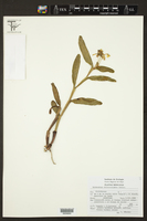 Epidendrum umbelliferum image