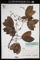 Hevea pauciflora image