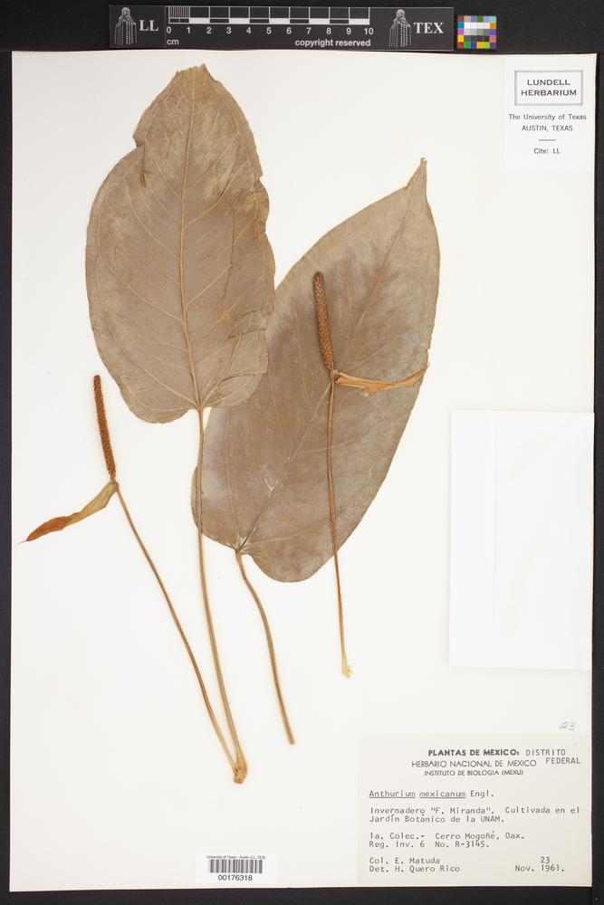 Anthurium flexile subsp. muelleri image